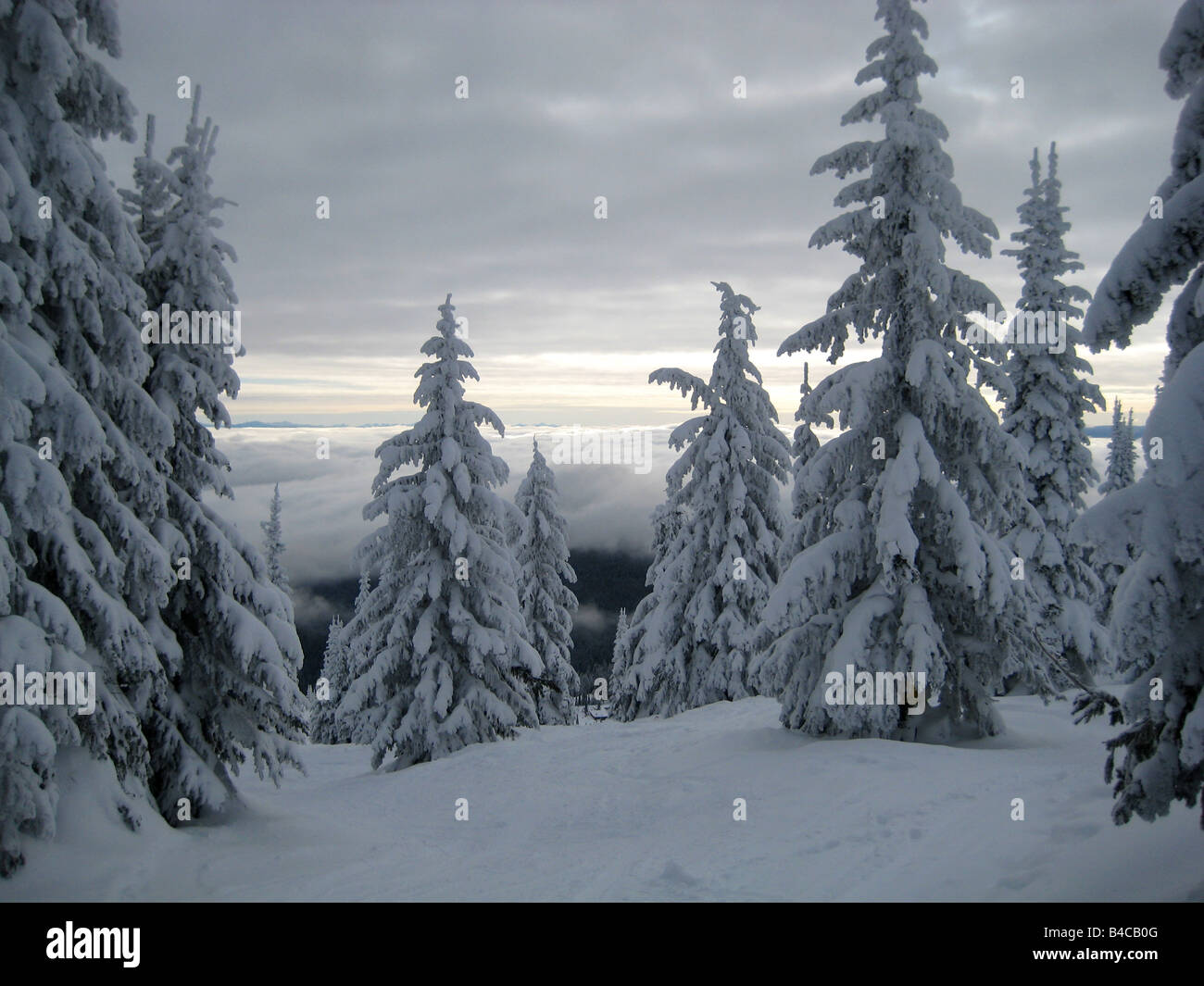 Árboles cubiertos de nieve, Canadá, zona de esquí, un cielo nublado, el esquí, el frío Foto de stock