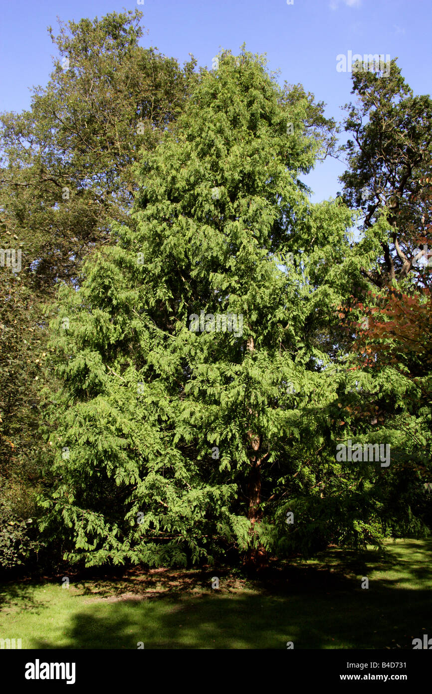 Amanecer Metasequoia glyptostroboides secuoya, Foto de stock