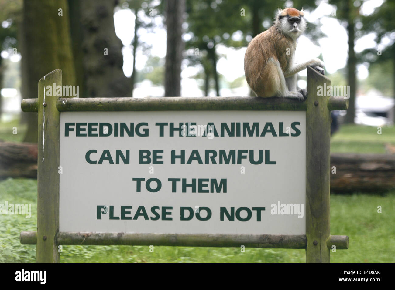 Un mono patas (Erythrocebus patas) se sienta en un cartel que diga "alimentar los animales pueden ser perjudiciales para ellas por favor no'. Foto de stock