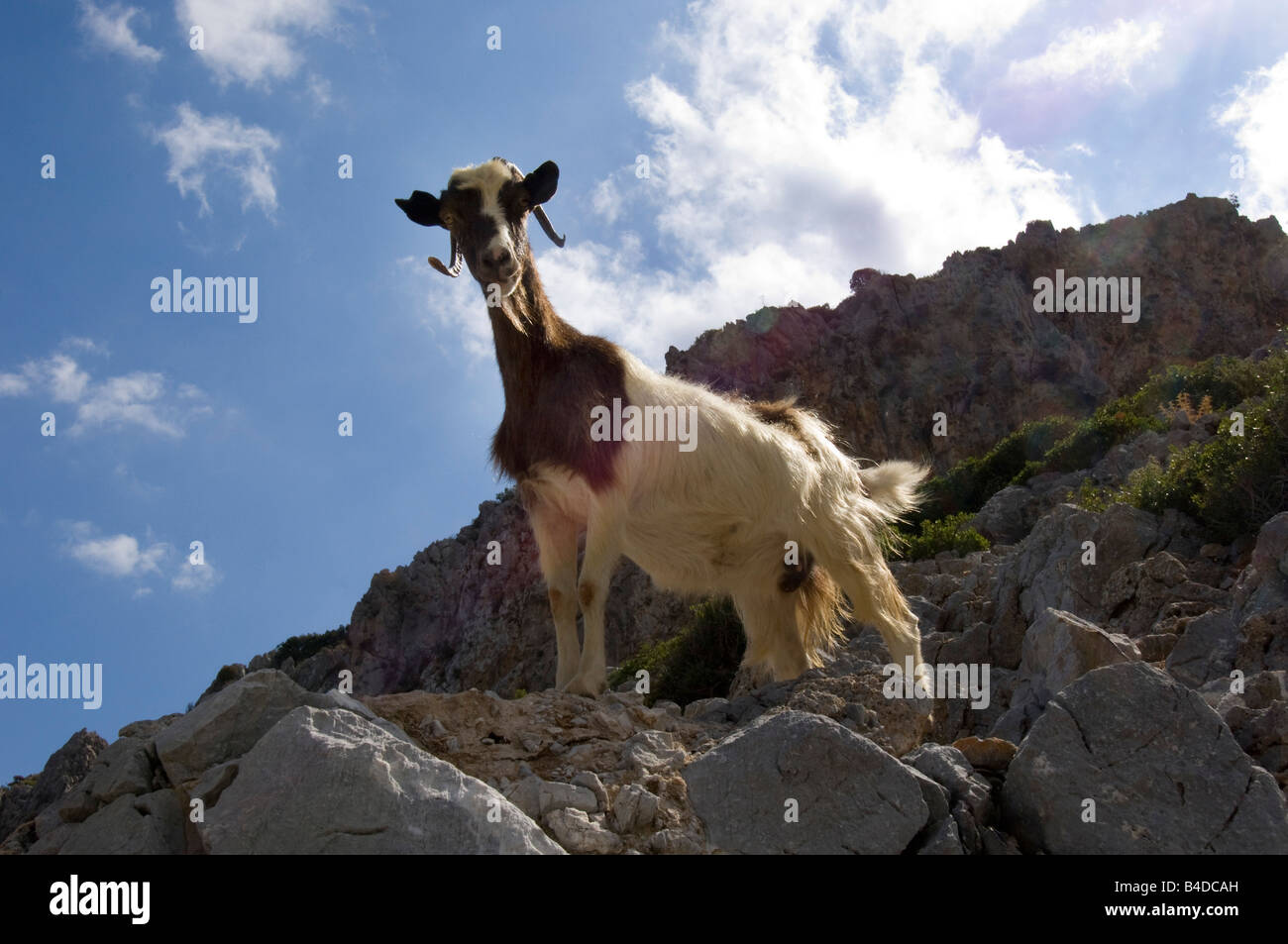 Una cabra de montaña trepa rocas en la isla griega de Symi, en el sur del Dodecaneso. Foto de stock