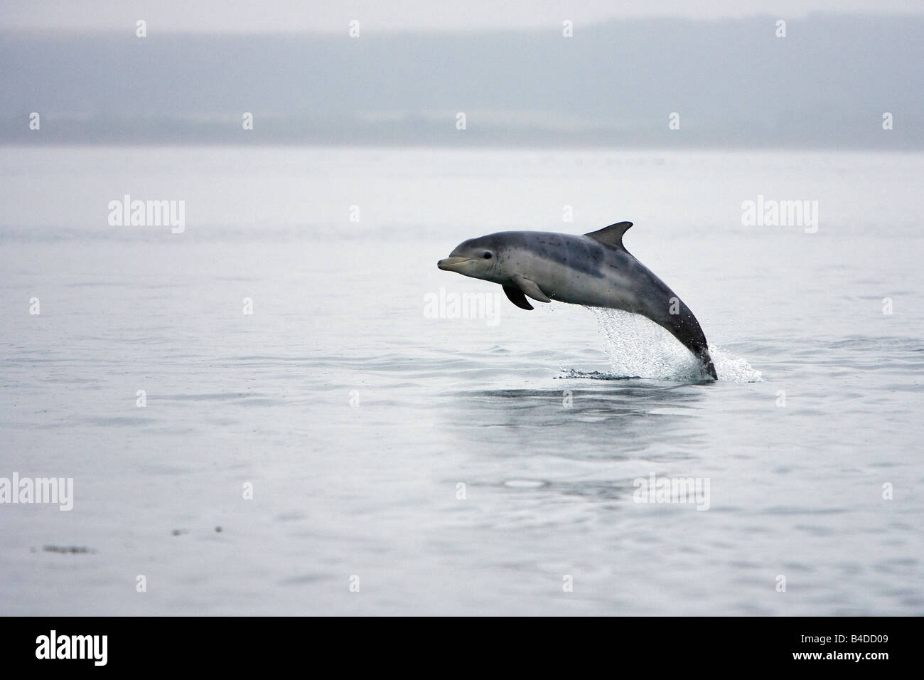 Großer Tümmler Delfín mular Tursiops truncatus ternero "Charlie" Punto Chanonry Inner Moray Firth SAC Escocia saltando Foto de stock