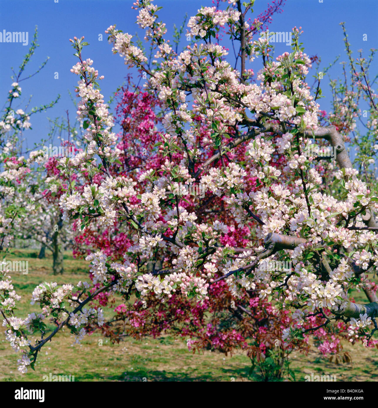 Primavera colorida flor de manzana en un huerto de Kent Fotografía de stock  - Alamy