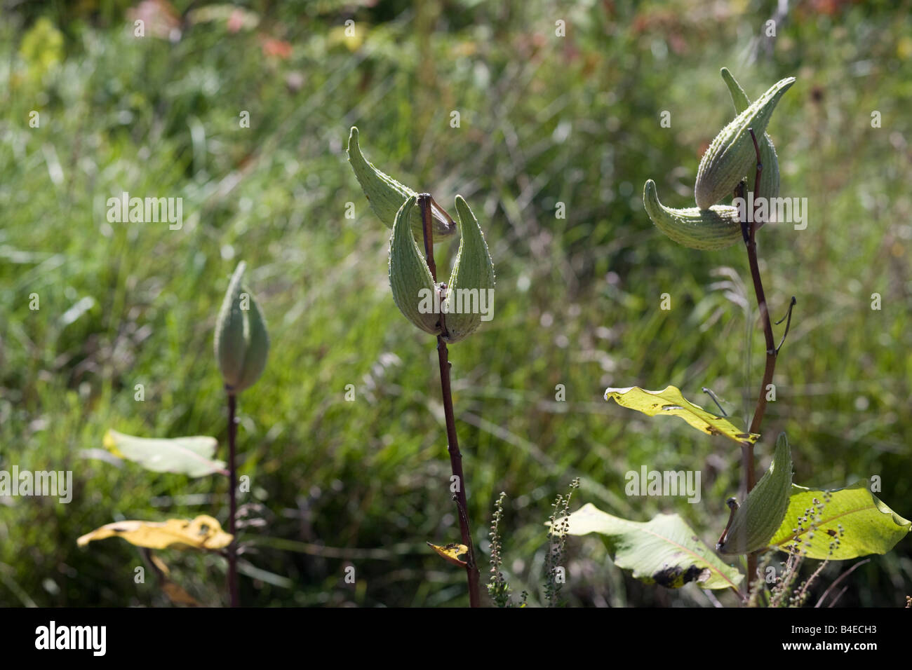Asclepias vainas maduran en su sol de verano tardío en los Berkshires de Massachusetts. Foto de stock