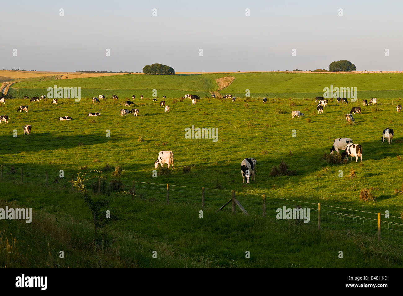 Las vacas en el pasto/paddock cerca de Avebury England Reino Unido Foto de stock