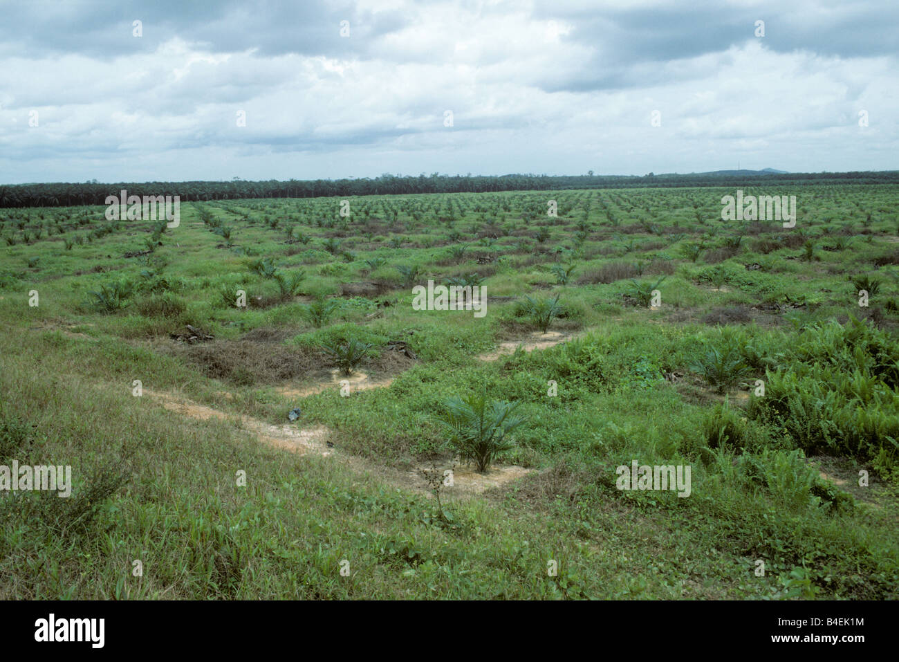 Los jóvenes plantaciones de aceite de palma en la zona despejada para la plantación de Malasia Foto de stock