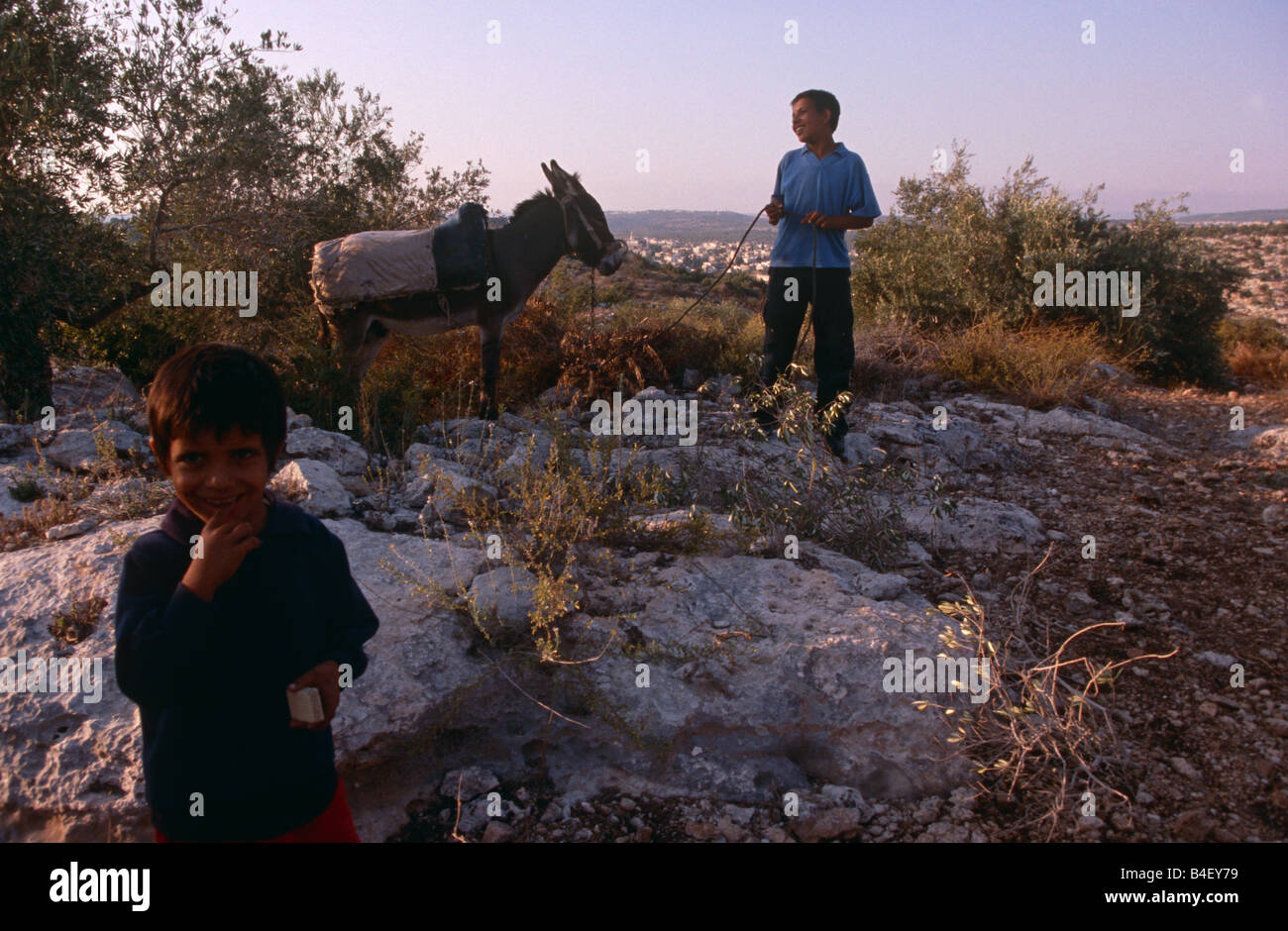 Jóvenes muchachos palestinos y burro en el olivar, Palestina Foto de stock