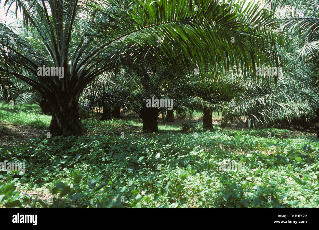 Plantación de palma de aceite productiva madura con la legumbre cubierta de tierra plantas de nitrógeno para el control de malezas Foto de stock