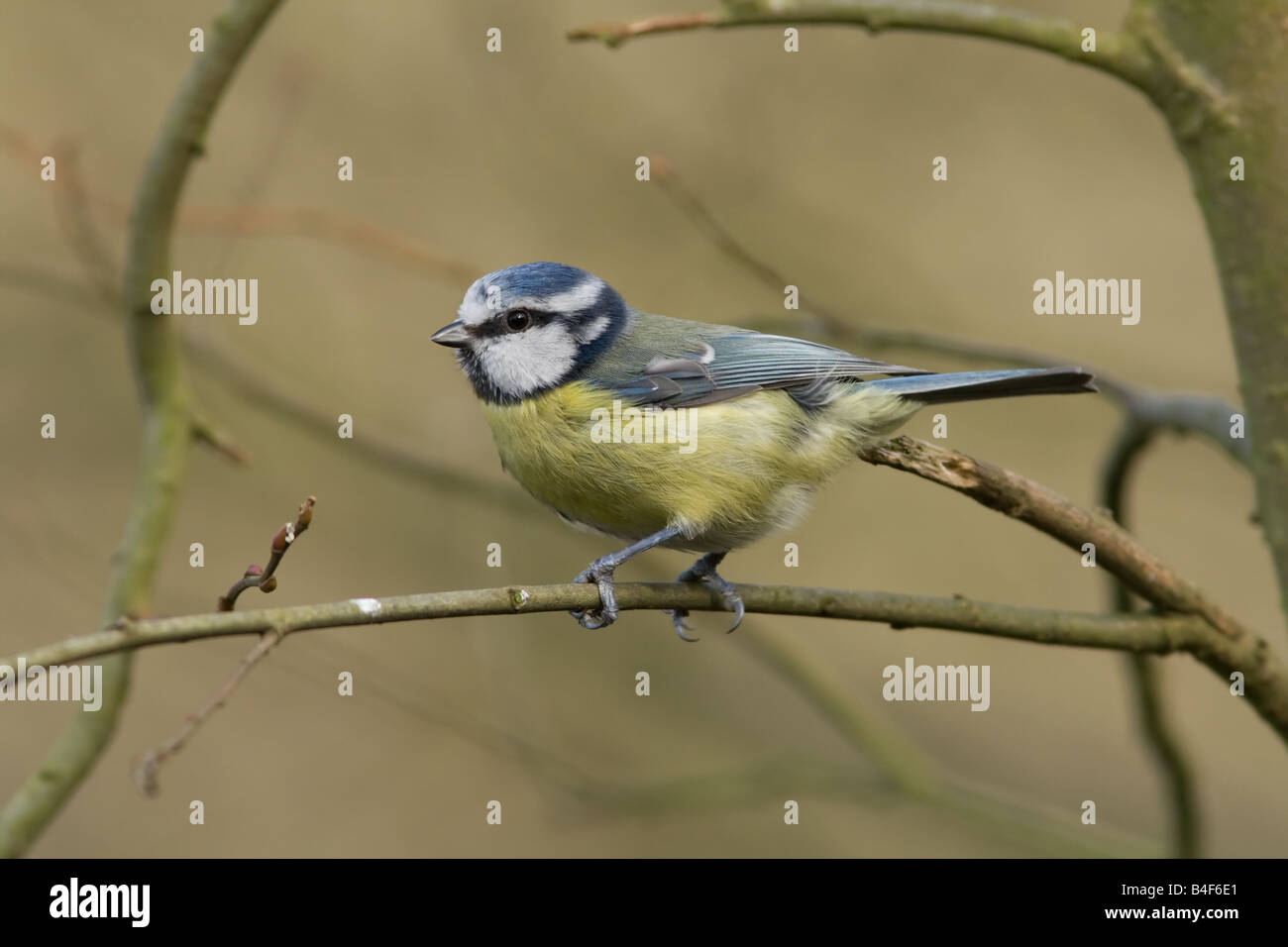 Blue Tit - Cyanistes caeruleus Foto de stock