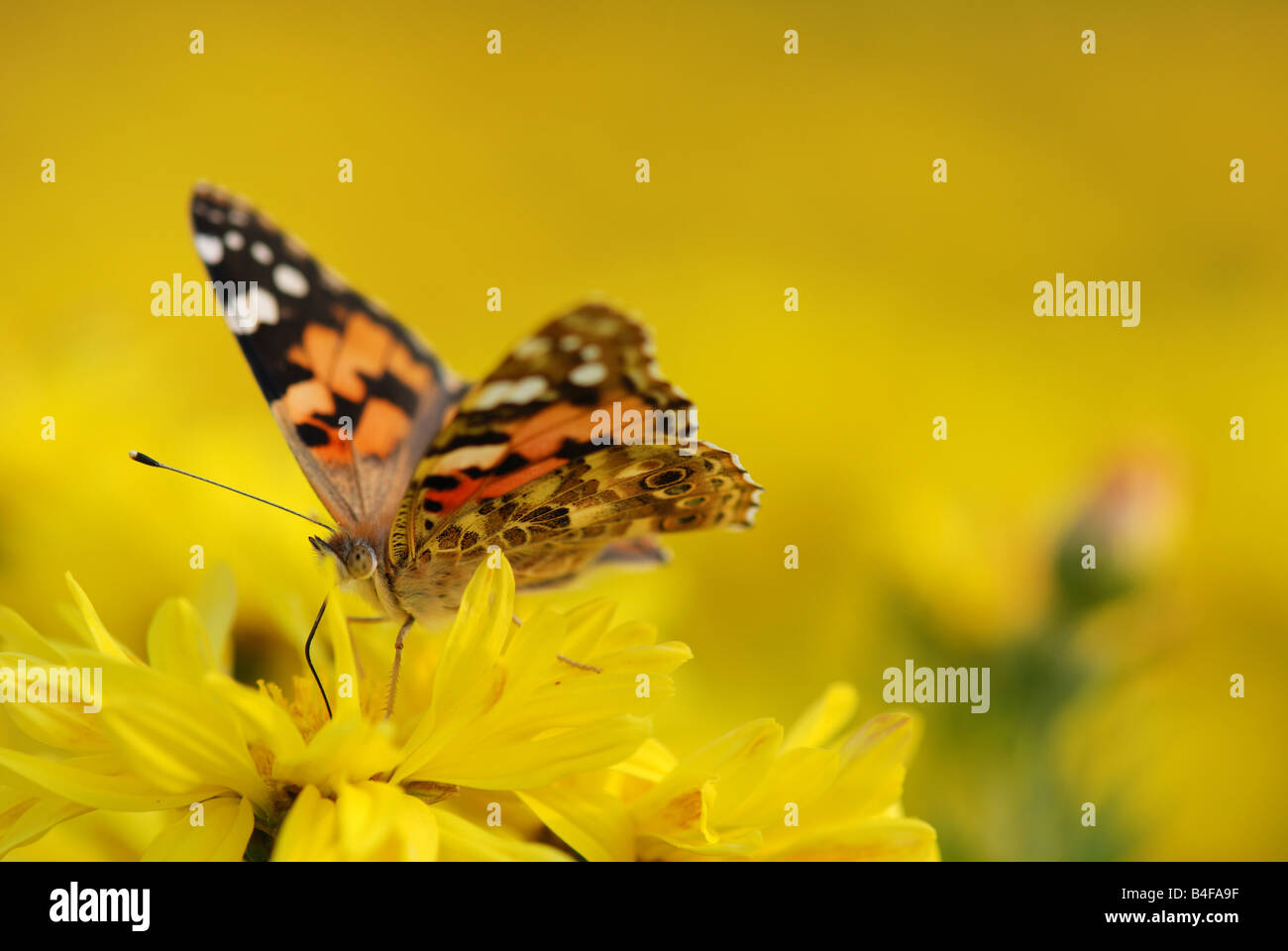Hermosa mariposa en flor amarilla Foto de stock