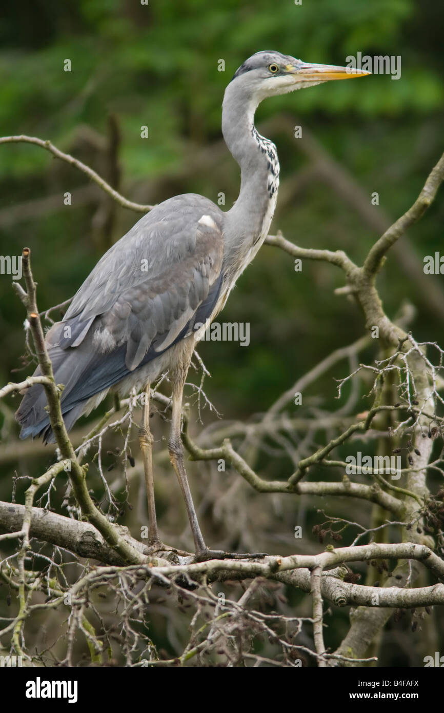 Un menor Garza Real, Ardea cinerea en Kelsey Beckenham Park Foto de stock