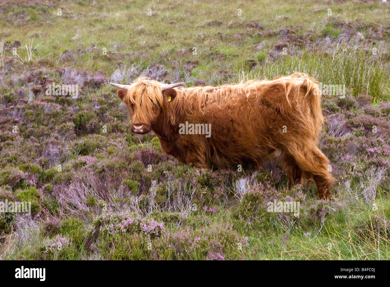 Highland ganado por la carretera de Ullapool en Durness en las Highlands escocesas Foto de stock