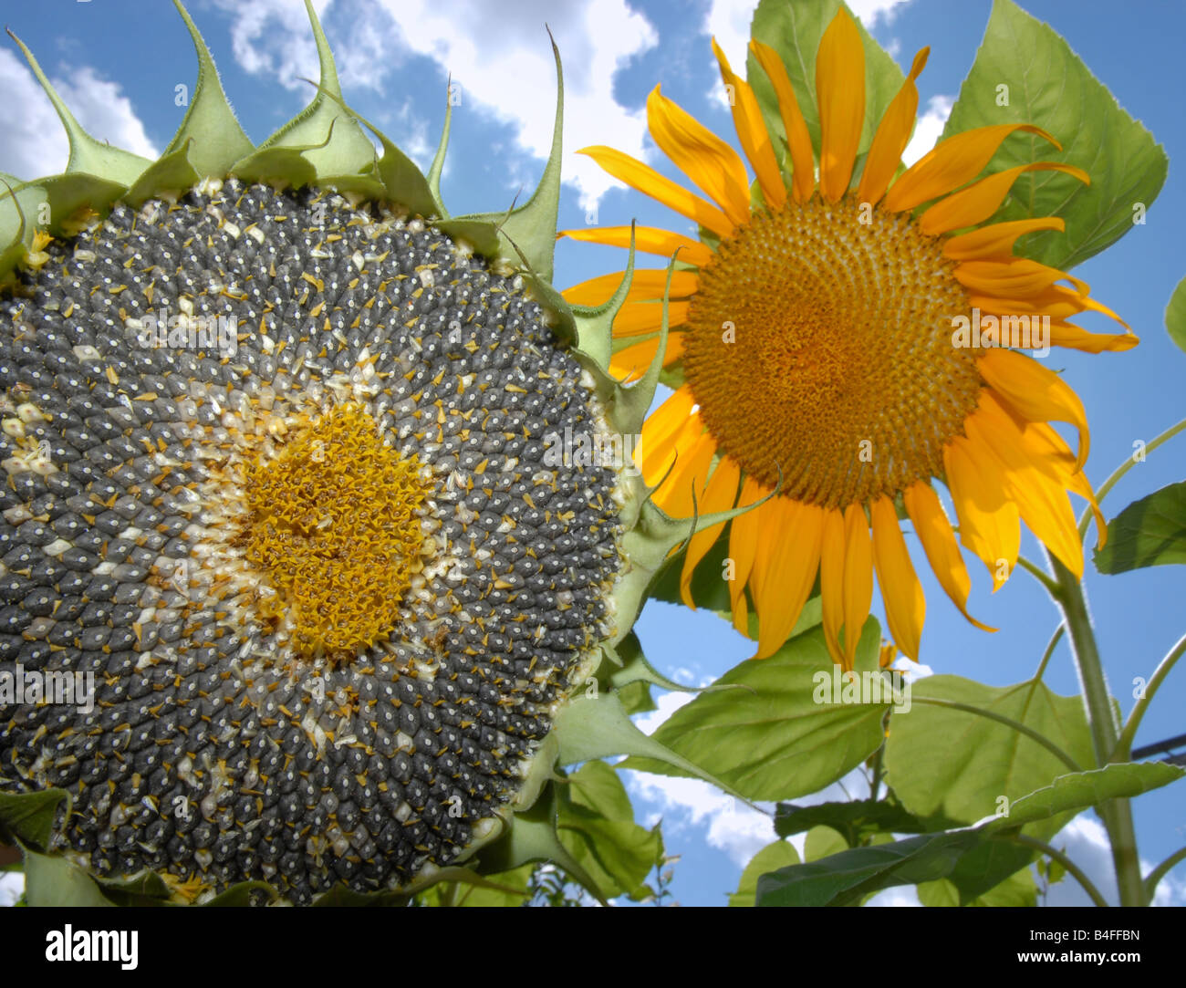 Una madura se asemeja a un girasol girasol inmaduras contra un cielo