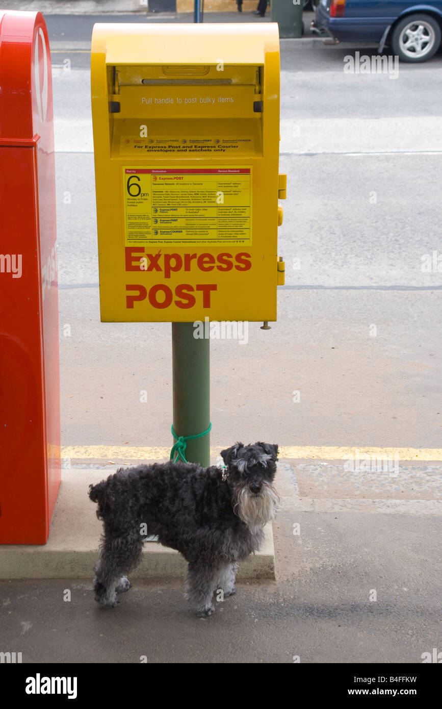 Lindo perro atado a un poste express mail box en Hobart, Tasmania Foto de stock