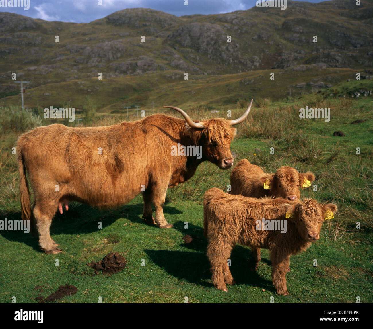 Un Altiplano vaca con su familia en Ardnamurchan, Escocia Foto de stock