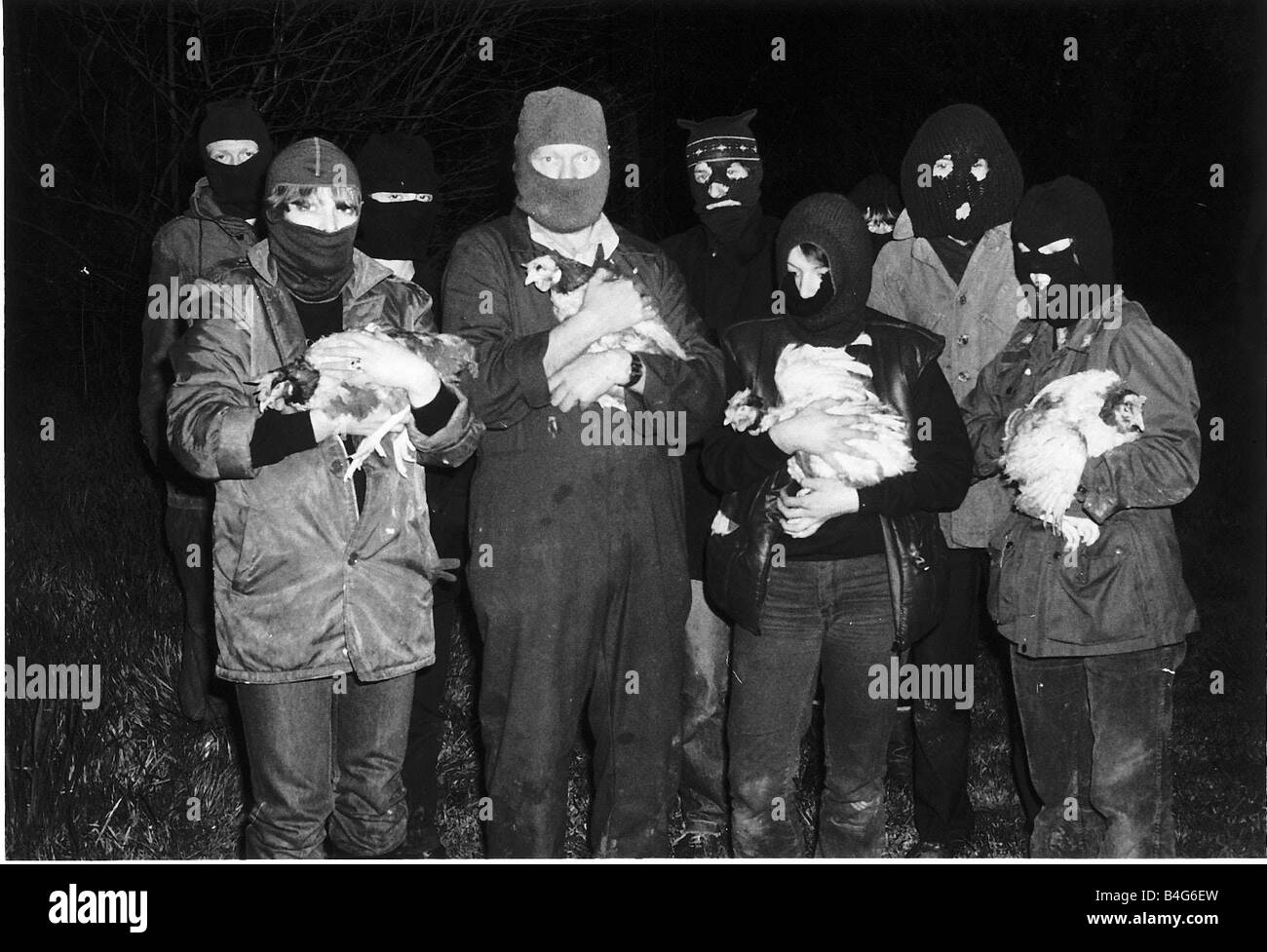 Frente de Liberación Animal la celebración de gallinas que han sido rescatados de abril de 1983 Fotografía de stock - Alamy Frente de Liberación Animal la celebración de gallinas que han sido rescatados de abril de 1983 Fotografía de stock - Alamy