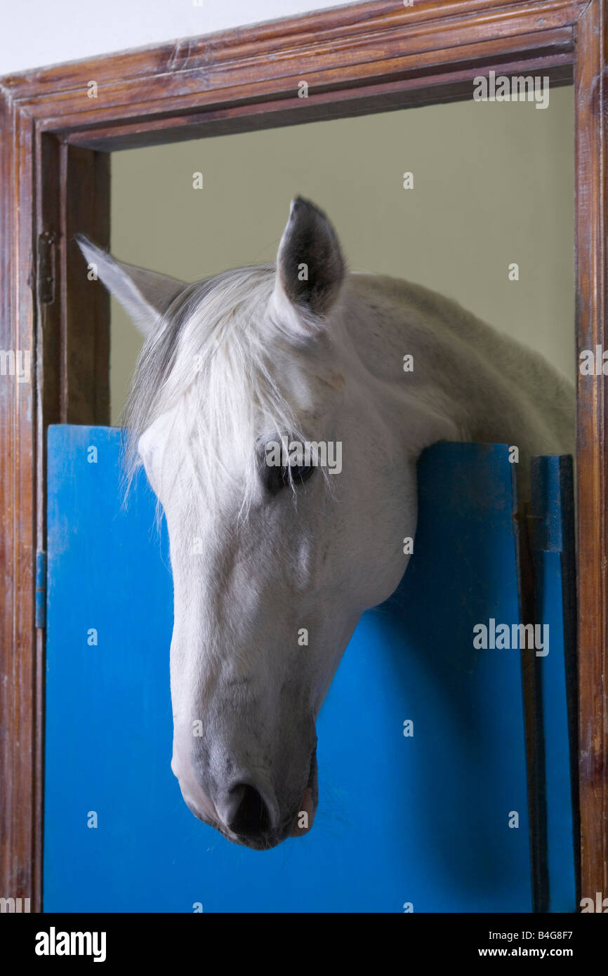 La cabeza del caballo mirando a través de una puerta estable Foto de stock