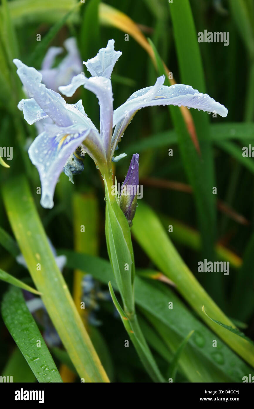 Luz azul flores de iris delicados colores soleados bastante pétalos,  sépalos, alegre, Fleur de Lys Van Gogh bleu pálida Flor 52294 Fotografía de  stock - Alamy