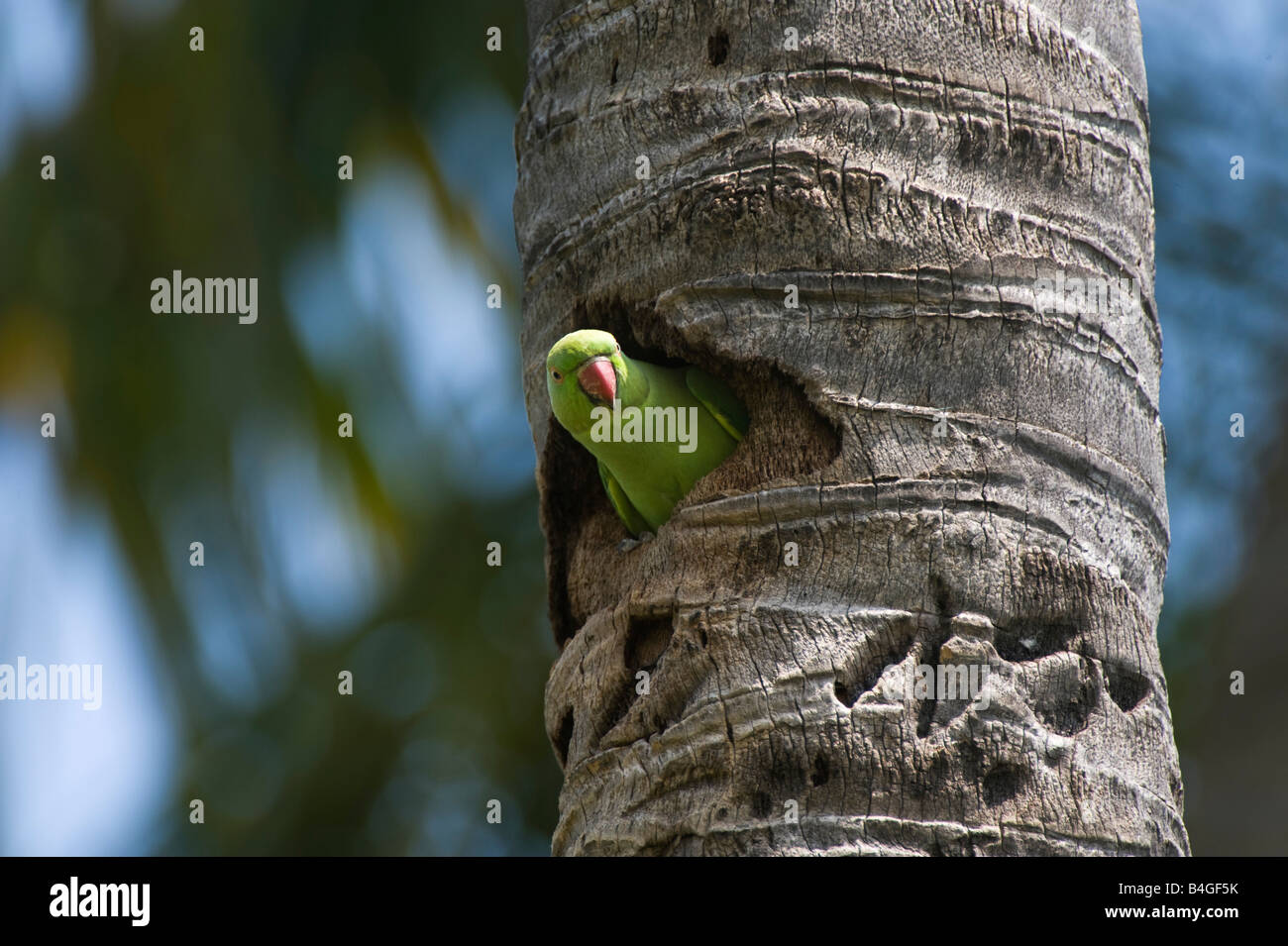 Psittacula krameri . Rose anilladas Perico / Anillo-necked perico en busca de su nido el agujero en el tronco de un árbol de coco. En Andhra Pradesh, India Foto de stock