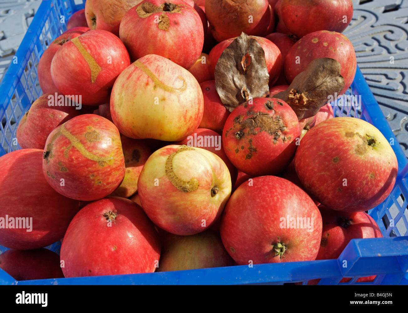 Las manzanas enfermas, con mosca, la costra y la podredumbre parda Foto de stock