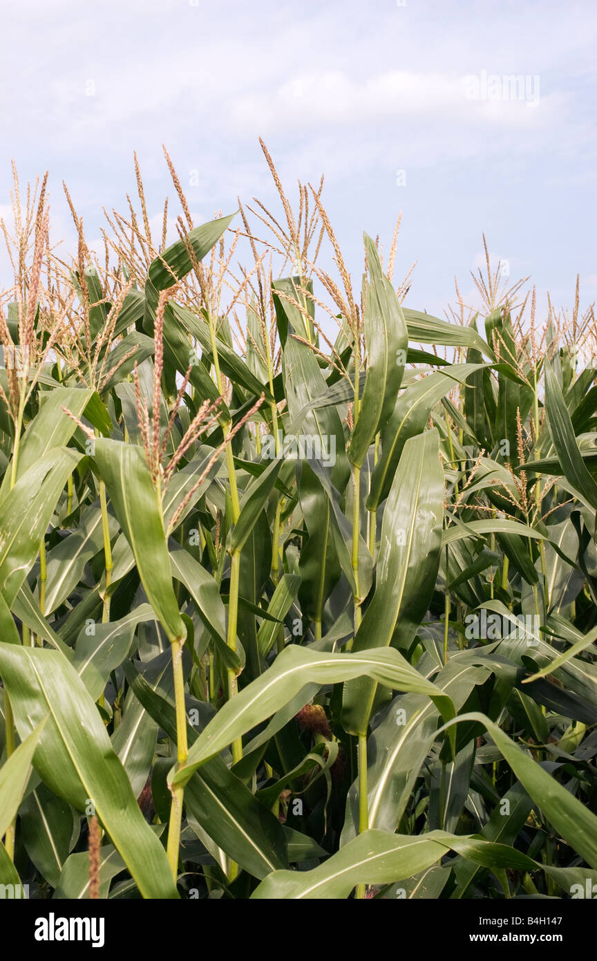 Maíz / campo de maíz Foto de stock