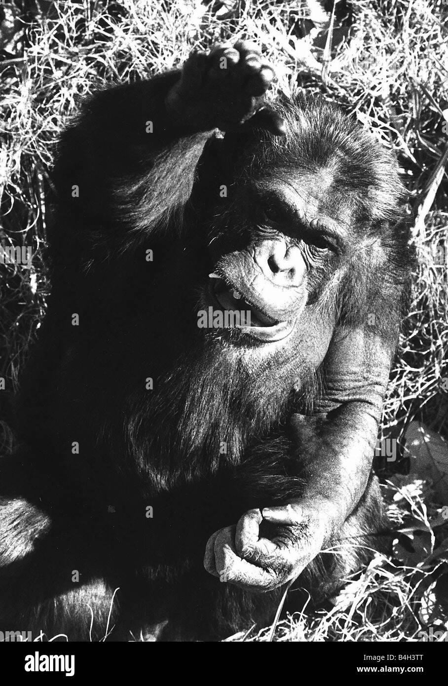 Ham el chimpancé de diciembre de 1980 Carrera Espacial Astronauta Foto de stock
