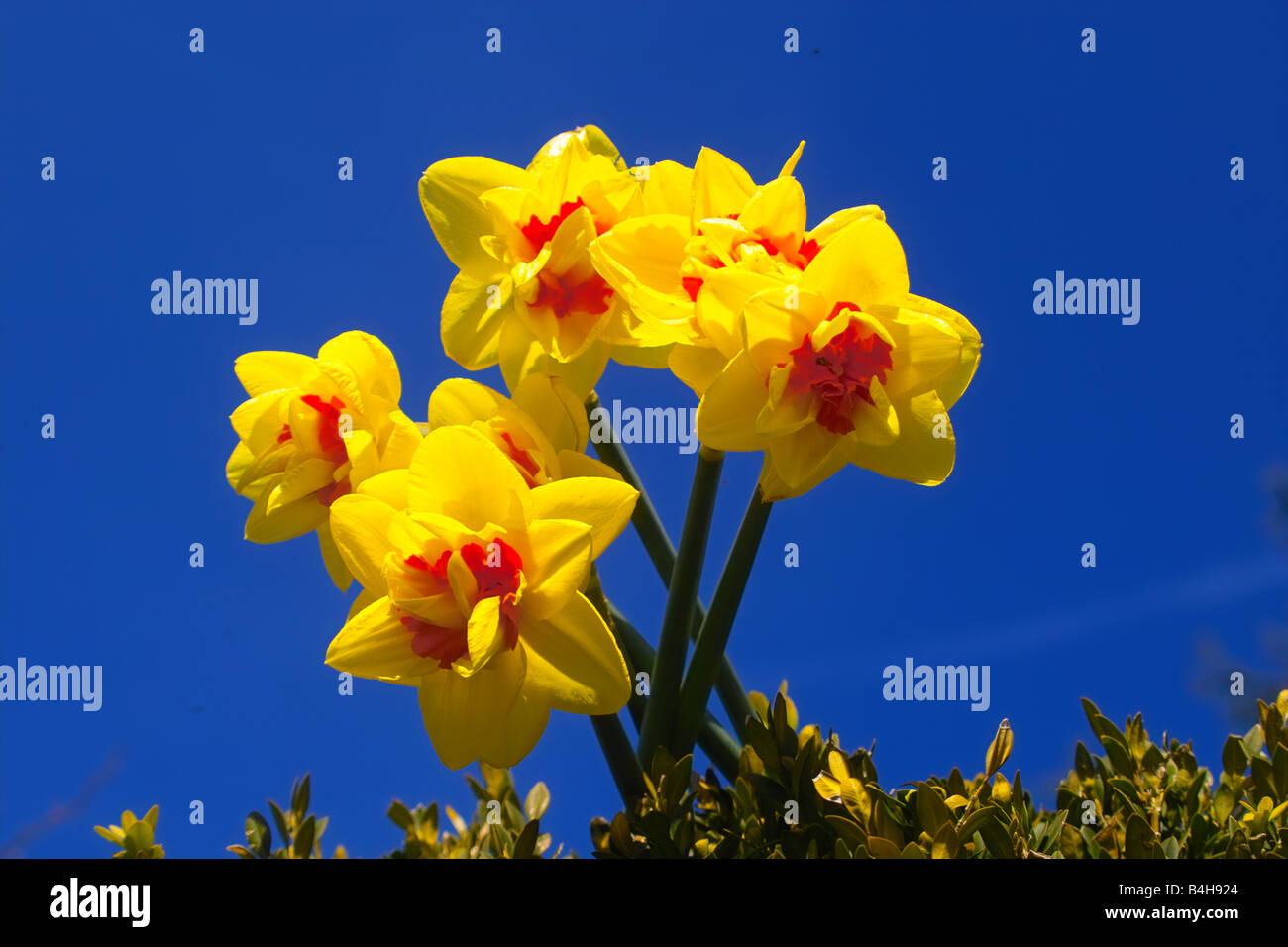 Close-up de blooming narciso flores contra el cielo azul Foto de stock