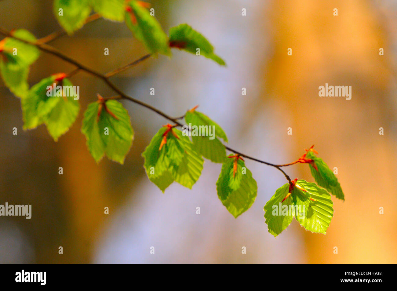 Detalle de las hojas del árbol de hoja caduca, Alemania Foto de stock