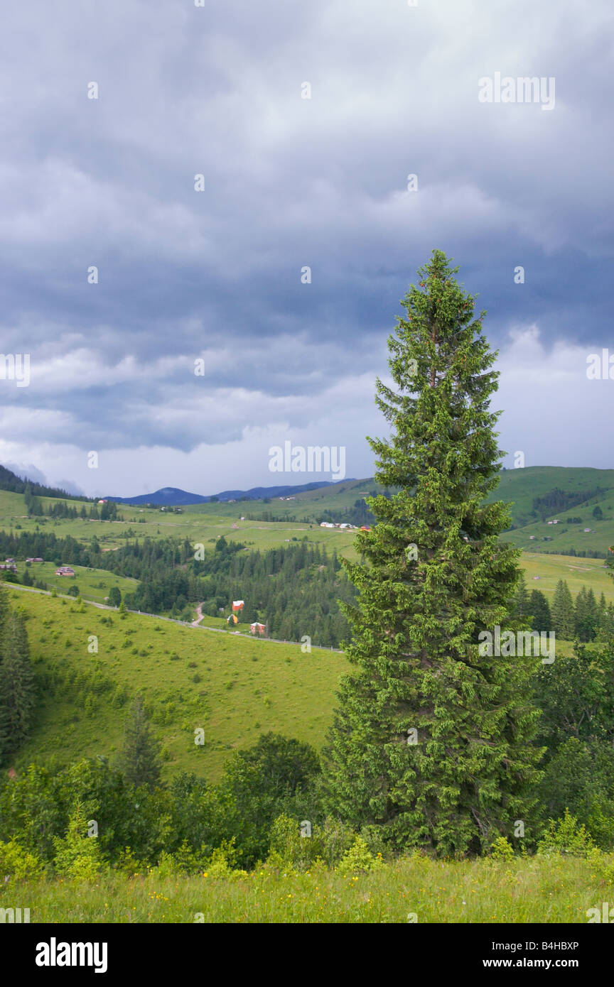Vistas a la montaña de verano con gran abeto y nubes de tormenta Foto de stock