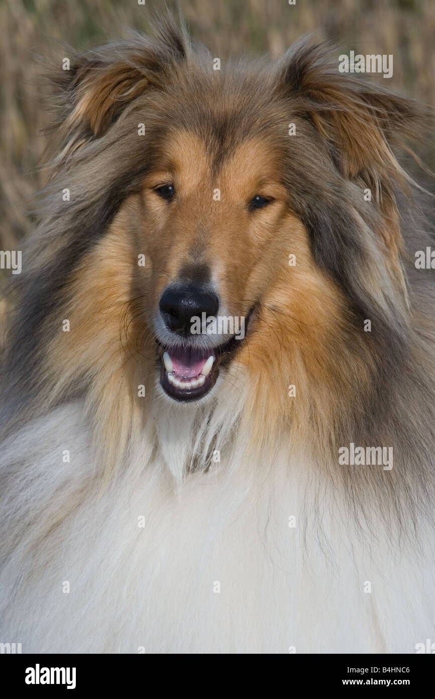 Lassie fotografías e imágenes de alta resolución - Alamy
