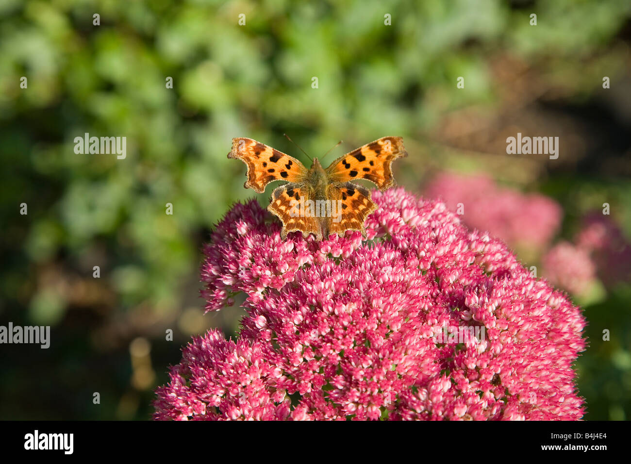 Coma mariposa sobre Sedum flor Foto de stock