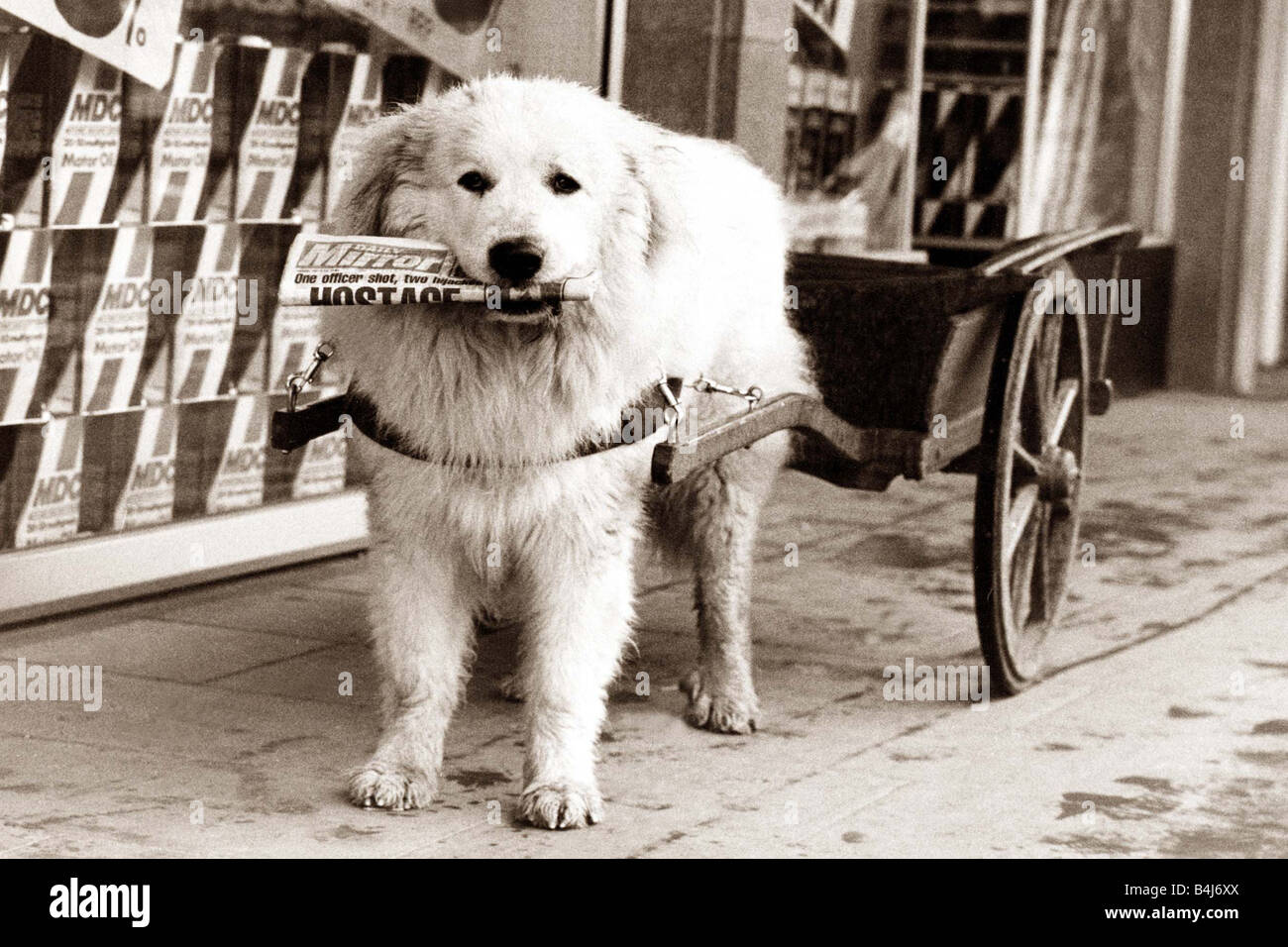 Perro en carrito imagen de archivo. Imagen de desgastado - 6829987