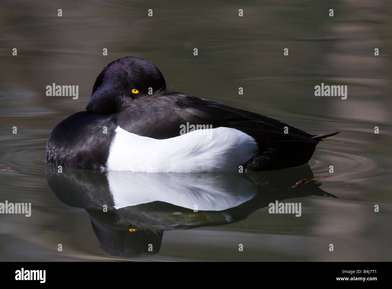 Tufted Duck Aythya fuligula drake dormitando en el agua con su cabeza en el plumaje Foto de stock