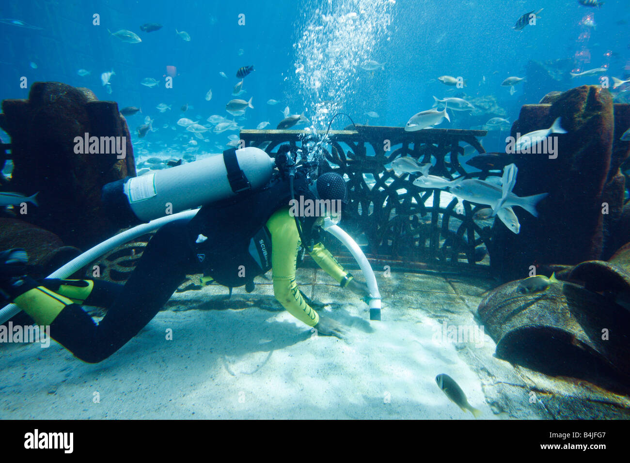 Limpieza de buzo el Embajador Laguna 11 millones de litros de Fish Aquarium Hotel Atlantis Palm Dubai Emiratos Arabes Unidos Foto de stock