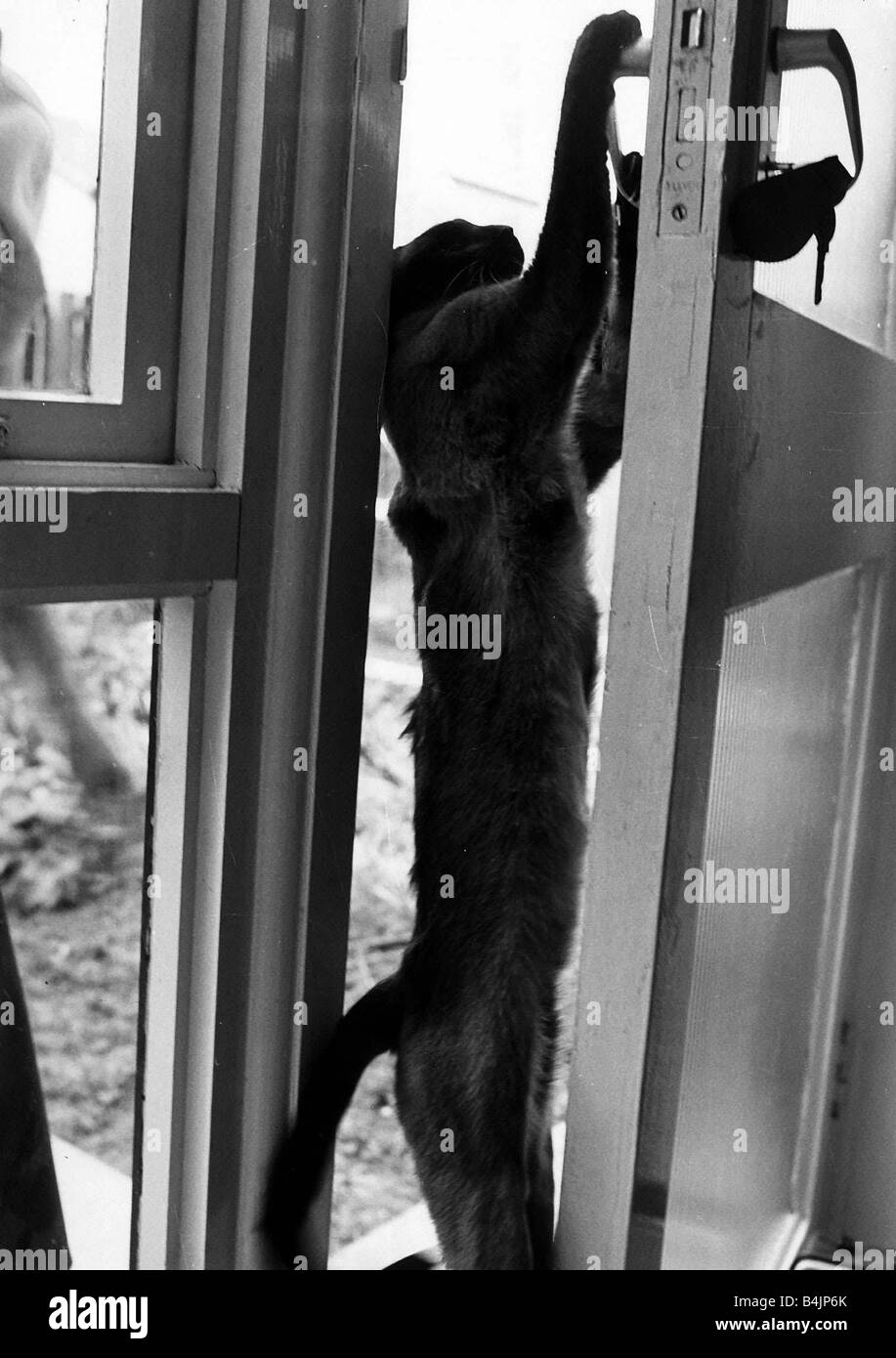 Apertura de la puerta gato gato Susa pertenecientes a Carole Moffat