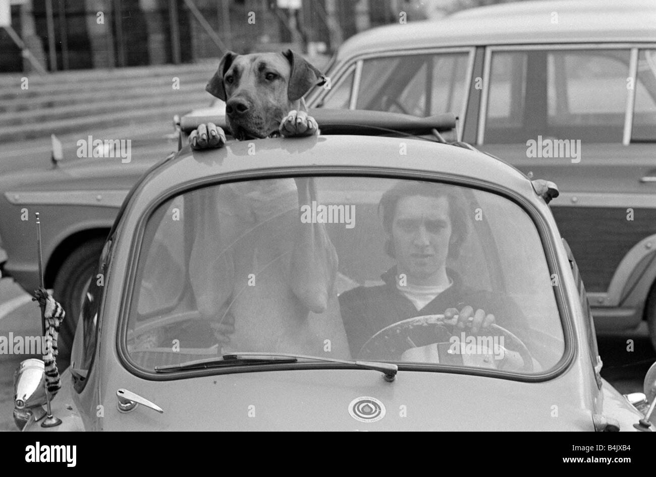 Major el Great Dane mirando sobre la pantalla de la ventana que estaba tomando el tiempo de espera del DANE del año muestran que se celebró en el palacio de Alexandra Londres conducir el coche de la burbuja es el Sr. Alan Osborne Noviembre de 1966 Foto de stock