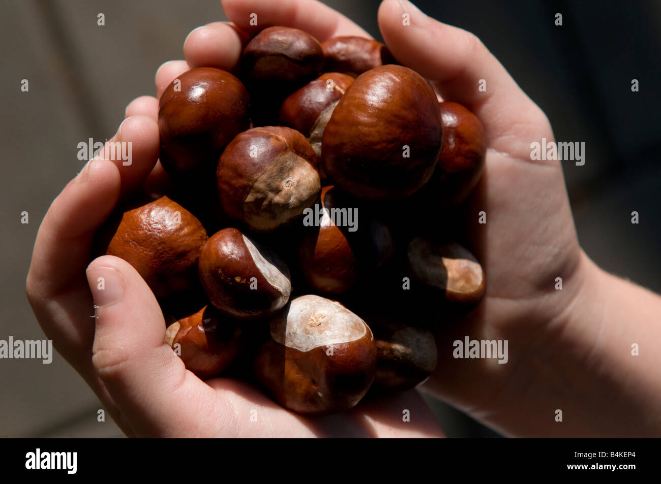 Un puñado de relucientes madura conkers castaños de indias , otoño UK Foto de stock