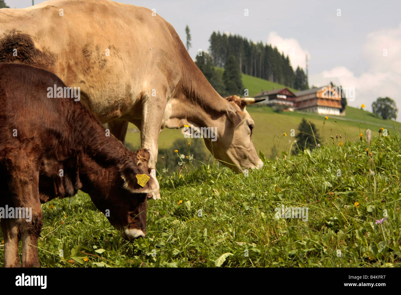 Las vacas que pastan en pastos en Braies Valley en el Tirol del Sur, Italia Foto de stock