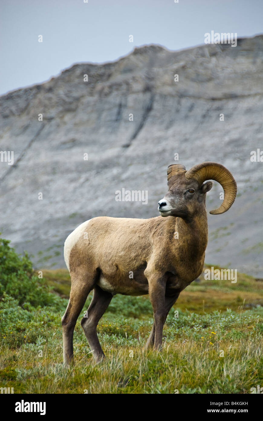 Big Horn Sheep. Parque Nacional de Banff Foto de stock