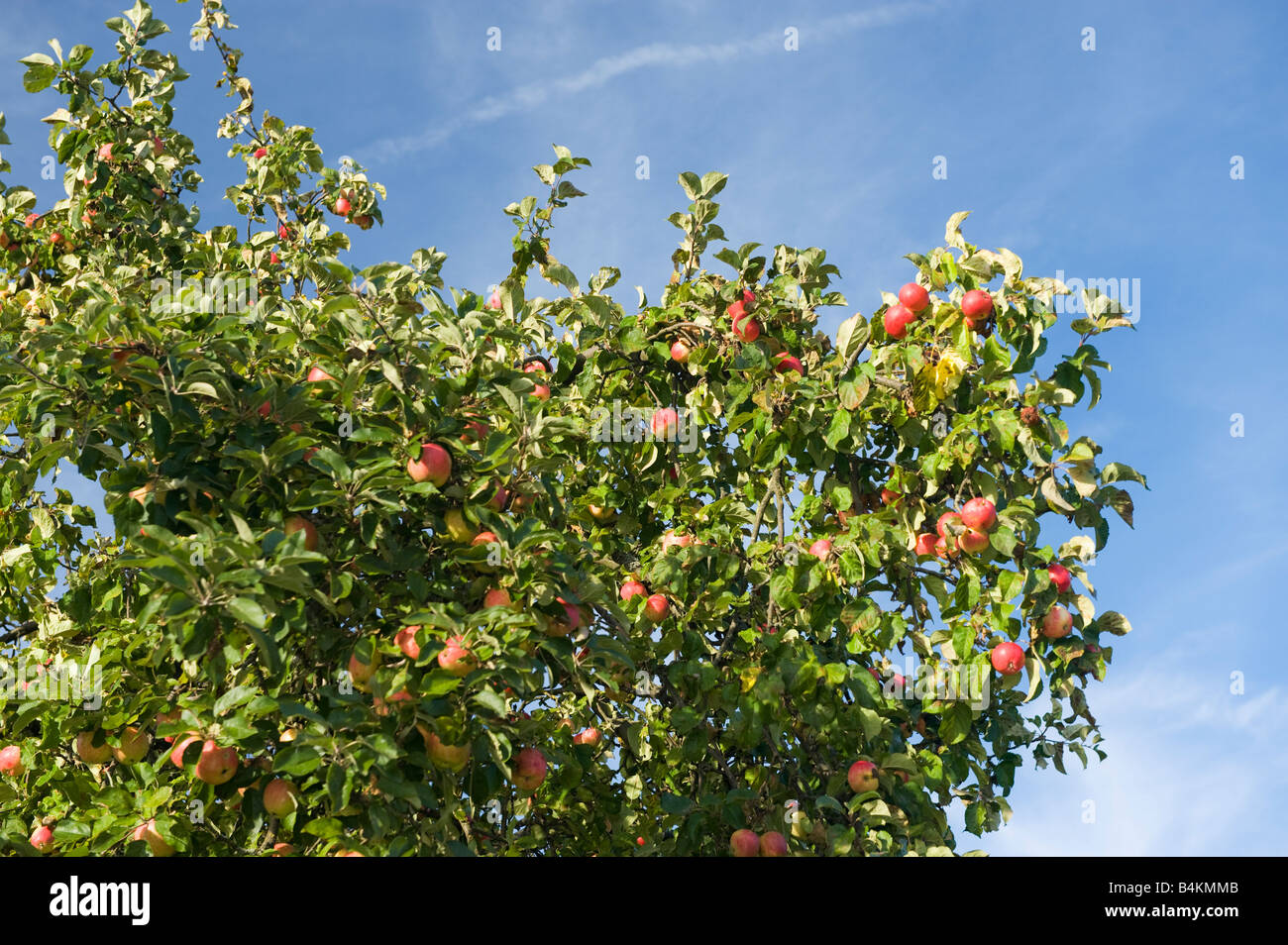 Gran árbol de manzanas con manzanas maduras para la cosecha de manzanas rojas del cielo azul rico gran cosecha jardín jardinero rojo verde fruta amarilla bl Foto de stock