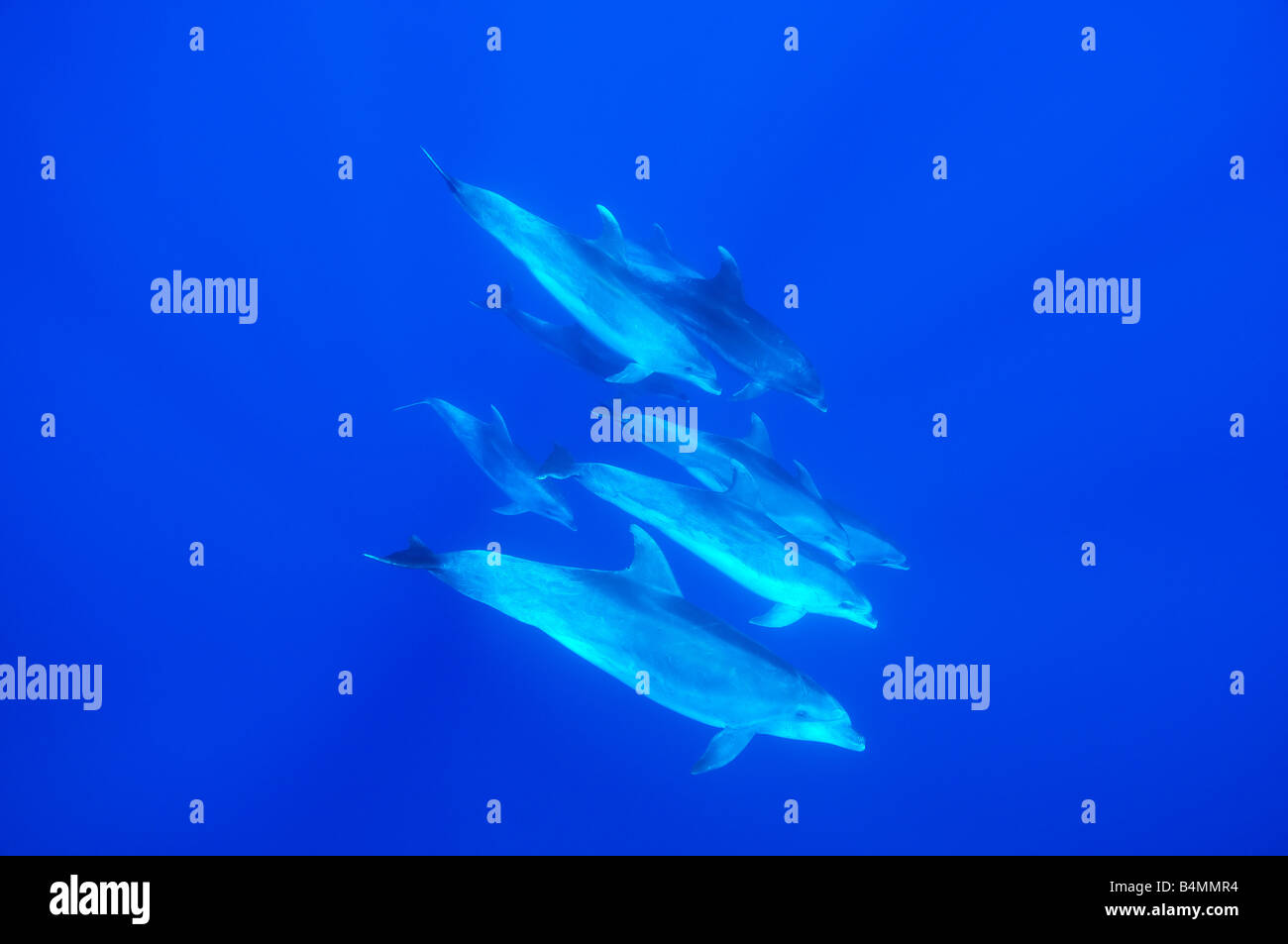 Los delfines mulares grupo de delfines bajo el agua Foto de stock