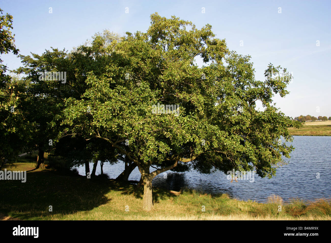 Hojas de arbol de aliso fotografías e imágenes de alta resolución - Alamy