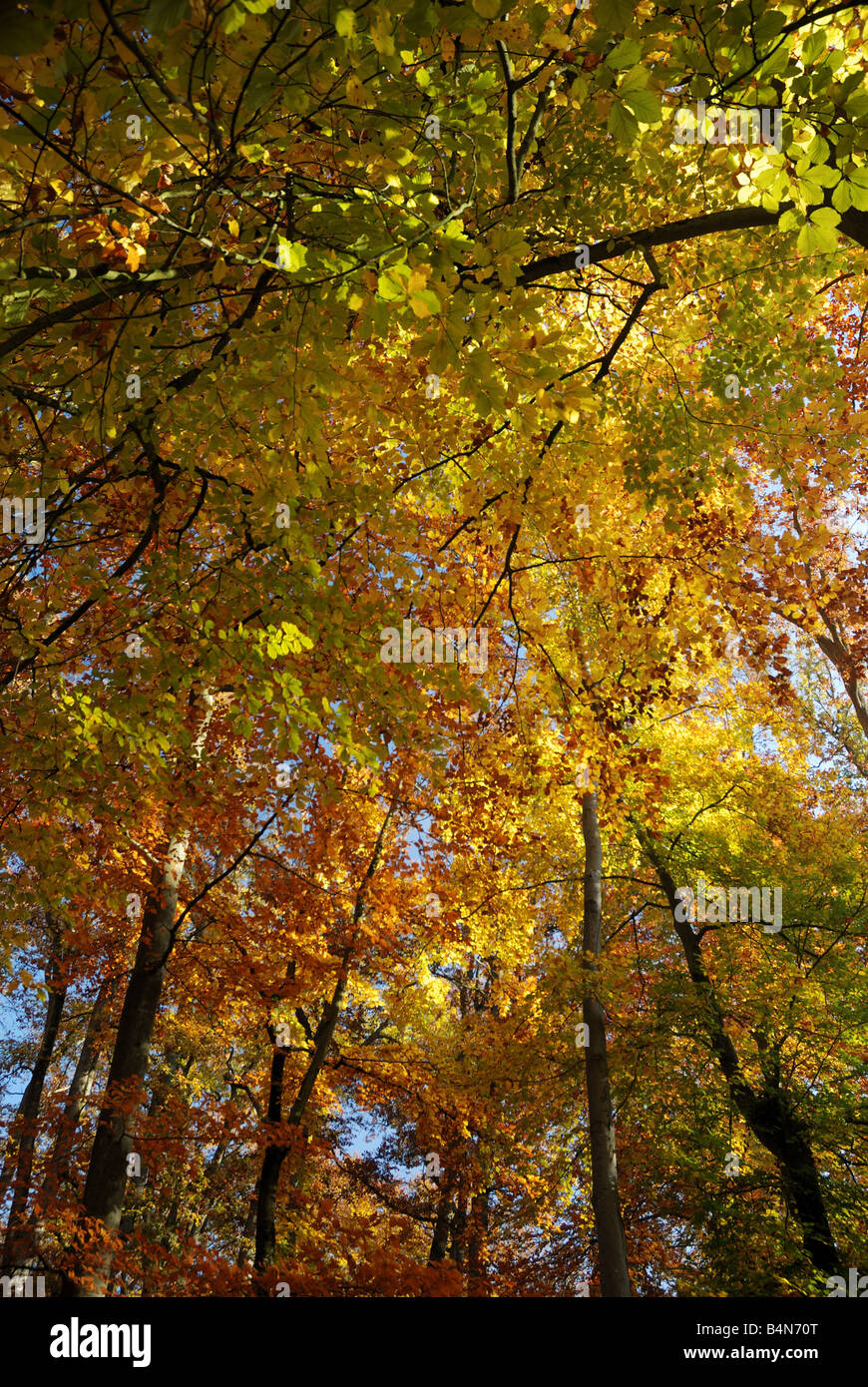 Automne Feuillage De La Foret De Fontainebleau Fotografia De Stock Alamy