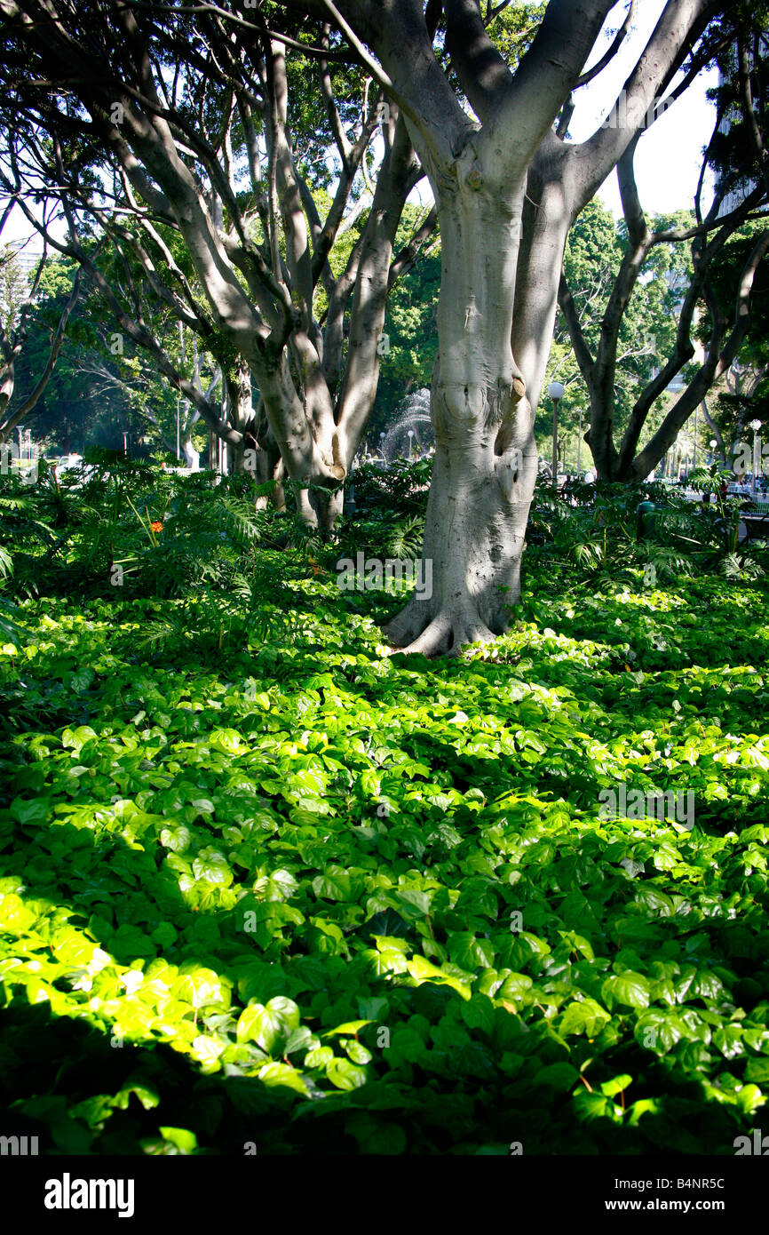 Exuberante verde vibrante tierra cubierta con árboles en un parque Foto de stock