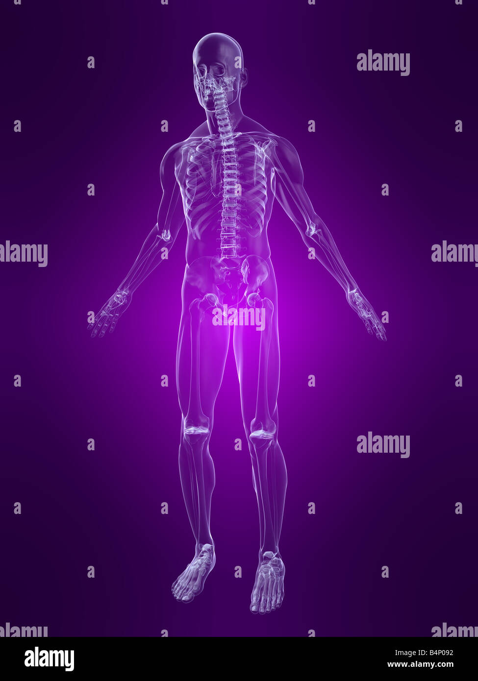 anatomía humana Foto de stock