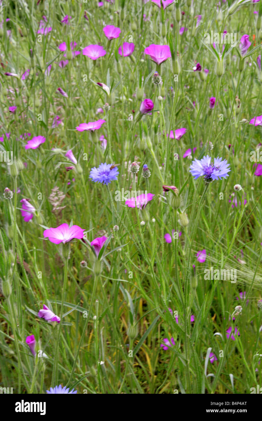 Una pradera de pasto de verano con Acianos Centaurea cyanus Asteraceae y maíz berberechos Agrostemma githago Caryophyllaceae Foto de stock