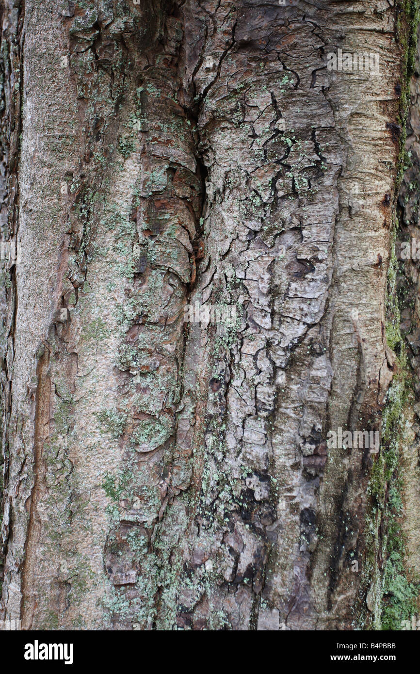 Árbol sicómoro Acer pseudoplatanus cerca del tronco de árbol Foto de stock