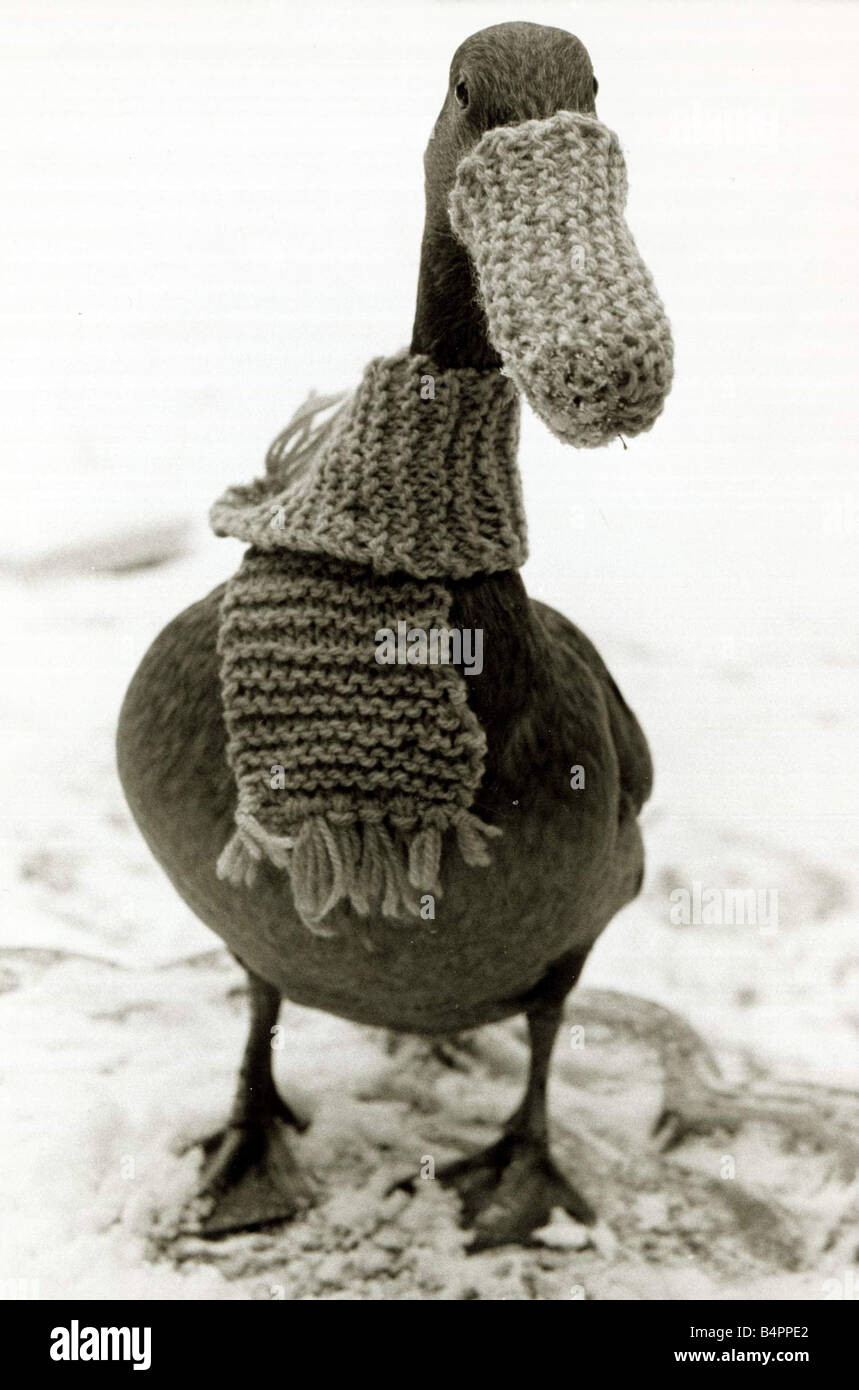 Dottie el pato de enero de 1985 en la nieve vistiendo una bufanda y pico  más cálido Fotografía de stock - Alamy
