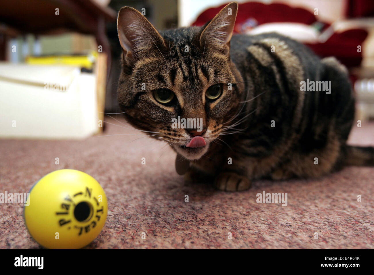 Djuna cat ha sido poner a dieta tenía 5 9kg, pero ahora ha bajado demasiado  5 kg 07 09 05 Fotografía de stock - Alamy