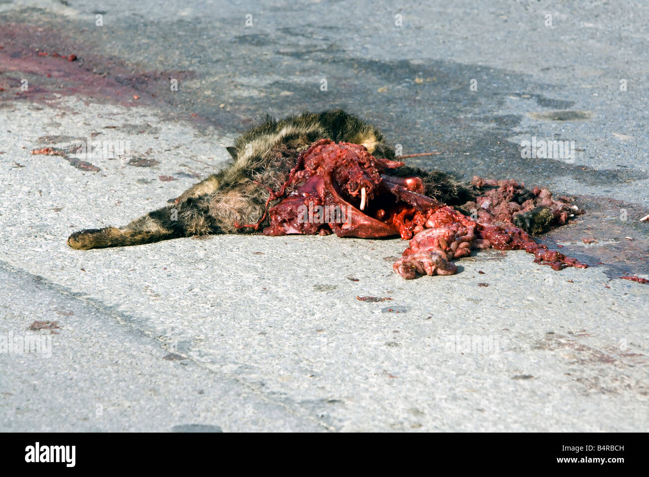 Gato muerto atropellado por un coche en la carretera Fotografía de stock -  Alamy