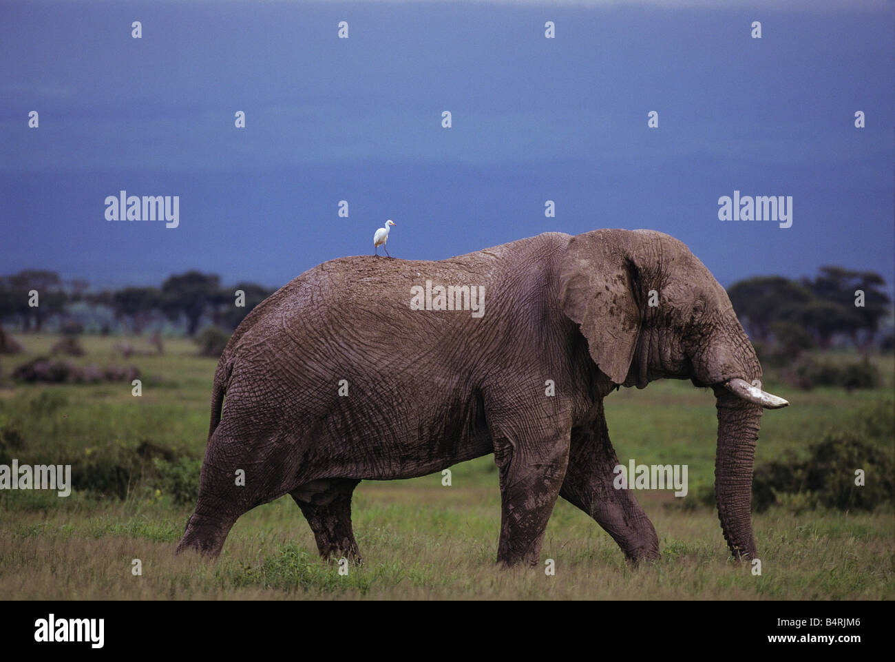 Animal hitchhiker fotografías e imágenes de alta resolución - Alamy